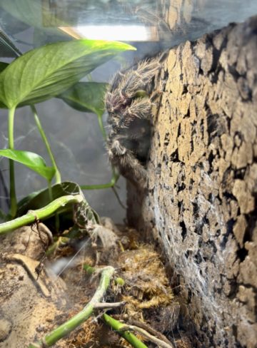 whatsapp image 2025-11-18 at 14.49.11 (1).jpeg