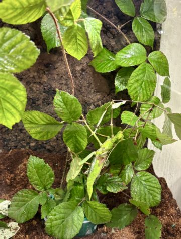 whatsapp image 2025-11-18 at 14.49.19 (4).jpeg